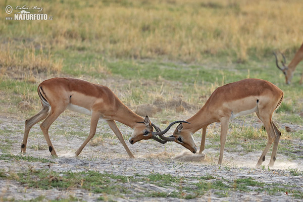 Antelope Impala (Aepyceros melampus)