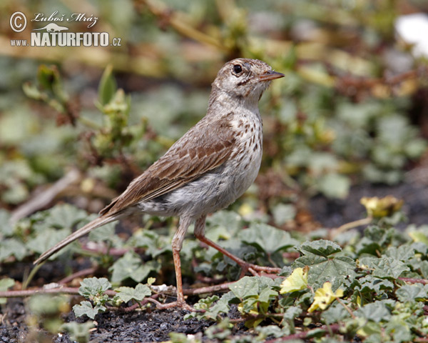 Anthus berthelotii