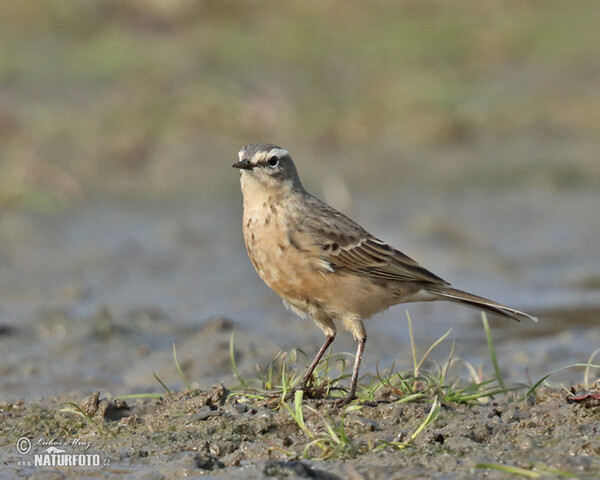 Anthus spinoletta