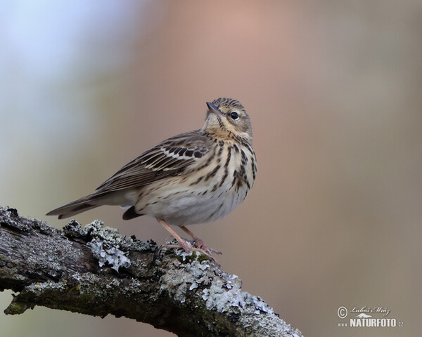 Anthus trivialis