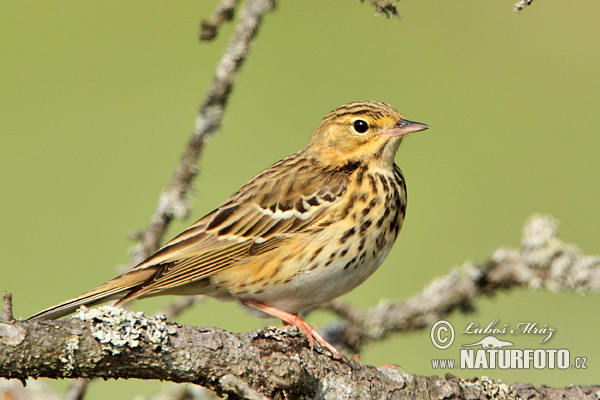 Anthus trivialis