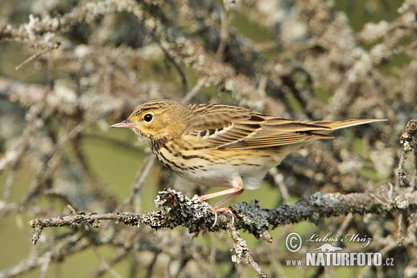 Anthus trivialis