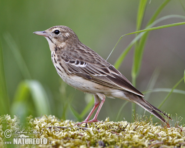 Anthus trivialis