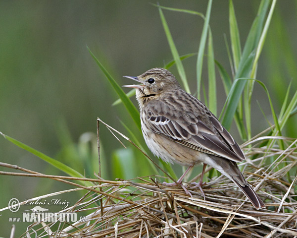 Anthus trivialis