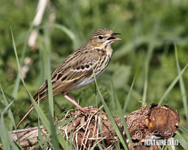 Anthus trivialis