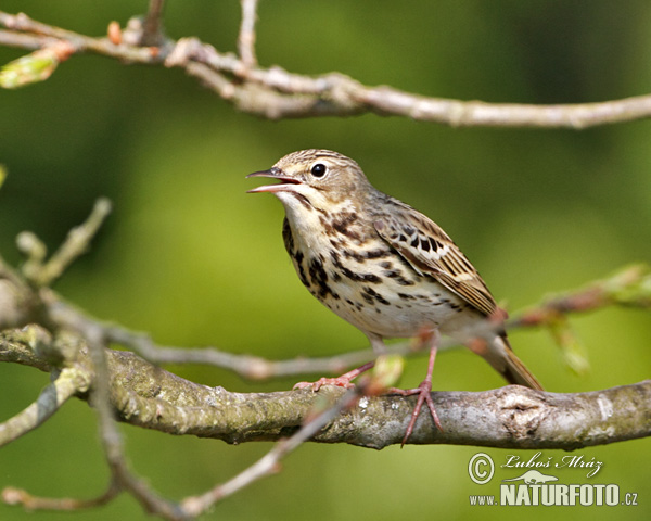 Anthus trivialis