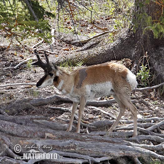 Antilope d'Amérique