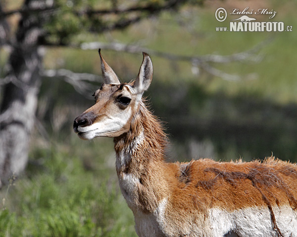 Antilope d'Amérique