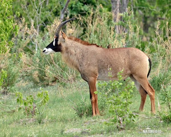 antilope rouanne