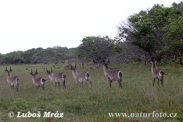 Antilope sing-sing