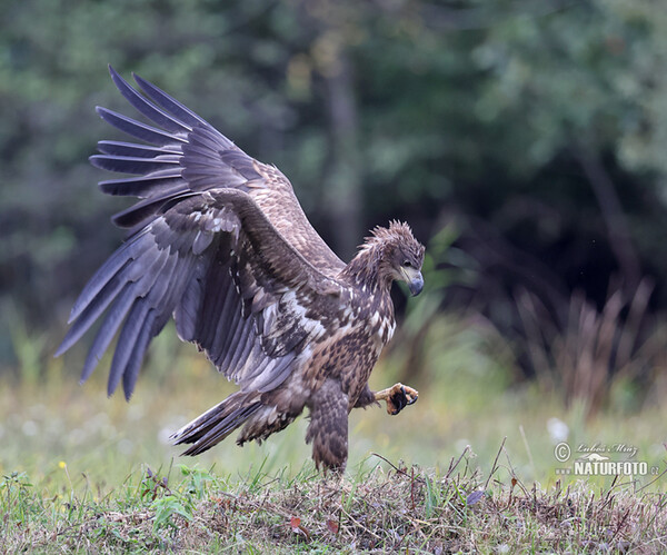 Aquila di mare dalla coda bianca