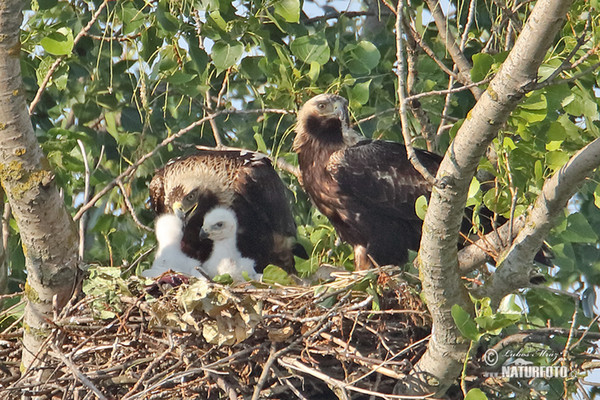 Aquila heliaca