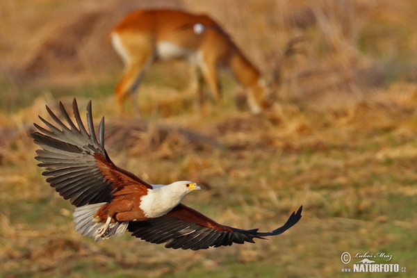 Aquila urlatrice