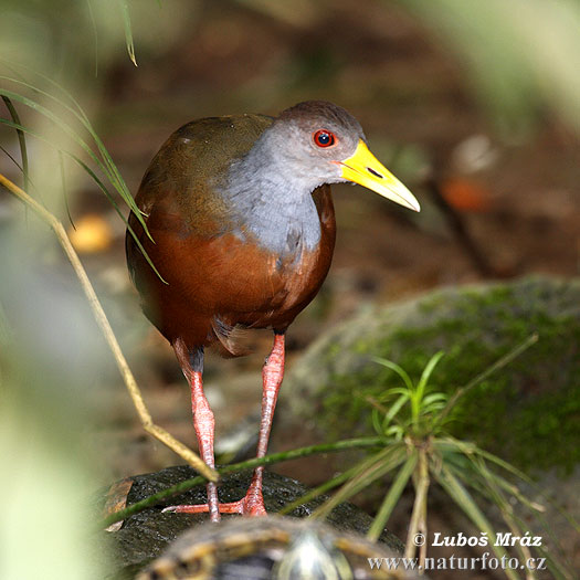 Aramides cajaneus