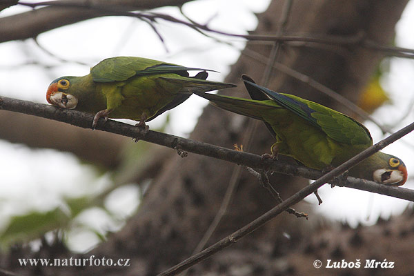 Aratinga de front taronja