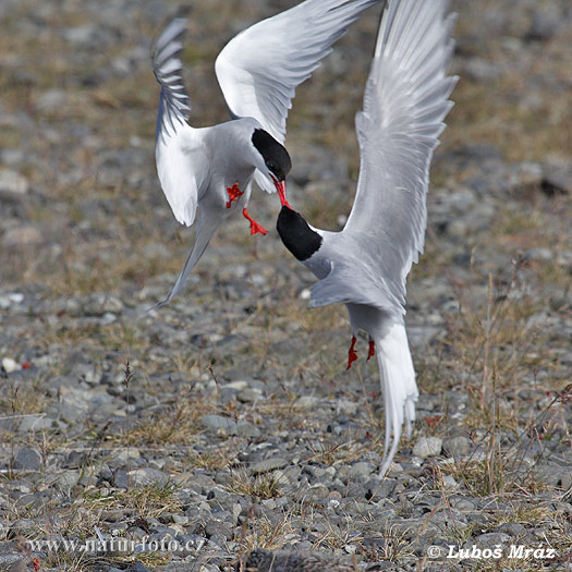 Arctic tern (Sterna paradisaea)