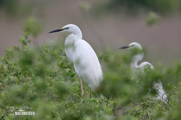 Ardea alba