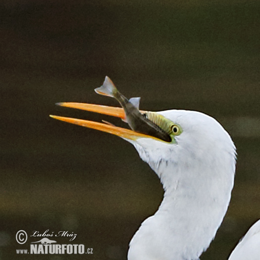 Ardea alba