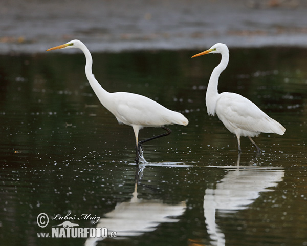Ardea alba