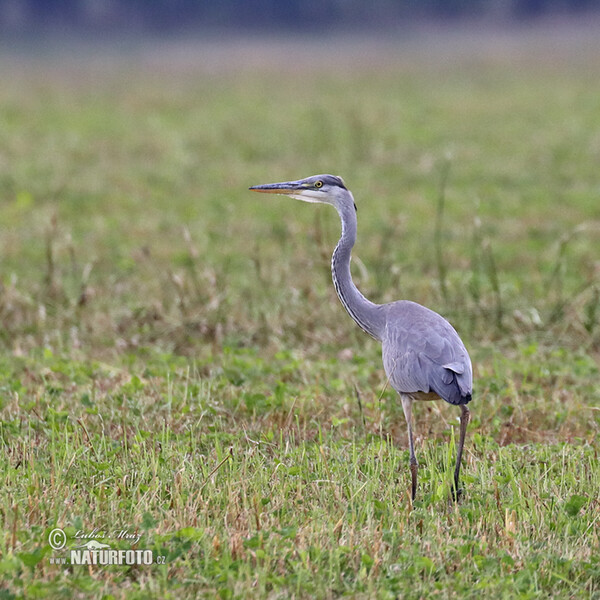 Ardea cinerea