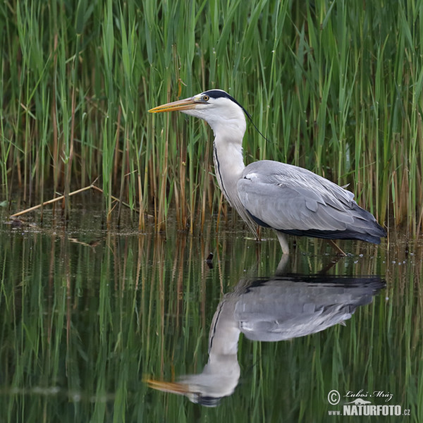 Ardea cinerea