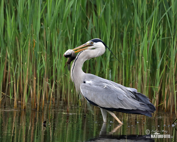 Ardea cinerea