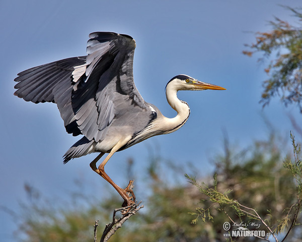 Ardea cinerea