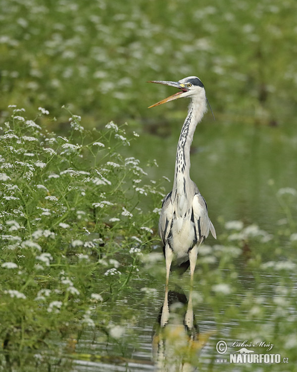 Ardea cinerea