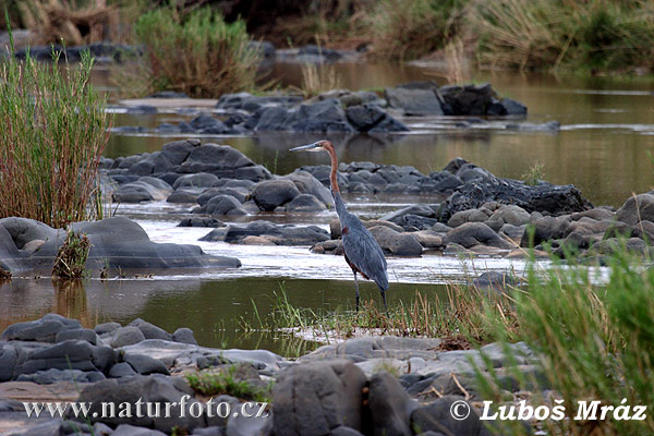 Ardea goliath