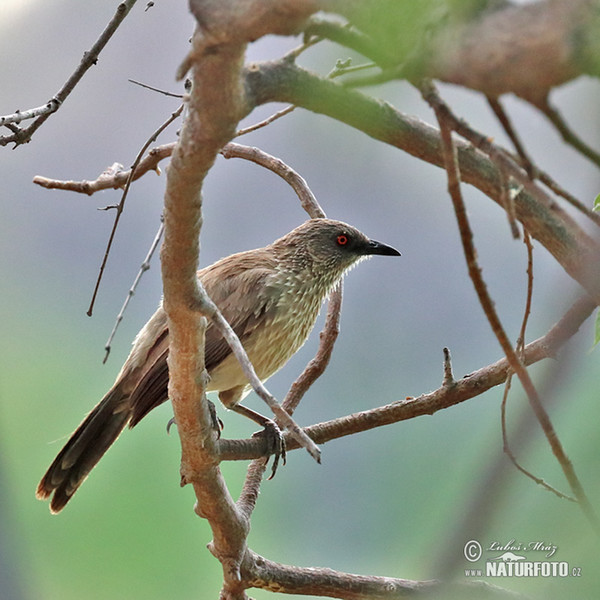 Arrow-marked Arrowmarked Babbler (Turdoides jardineii)