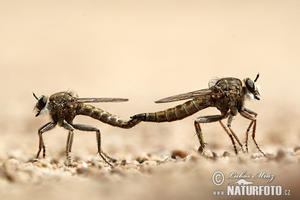 Asilidae sp.
