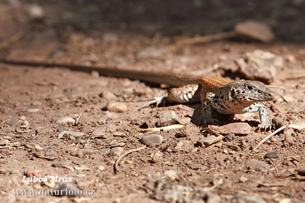 Aspidoscelis tigris