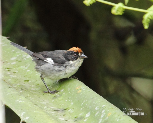 Atlapetes leucopterus