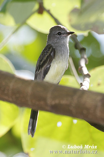atrapamoscas alisero, mosqueta boreal