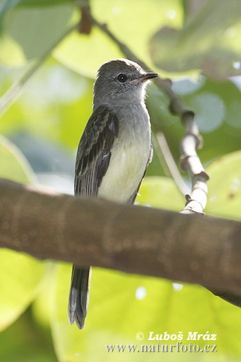 atrapamoscas alisero, mosqueta boreal