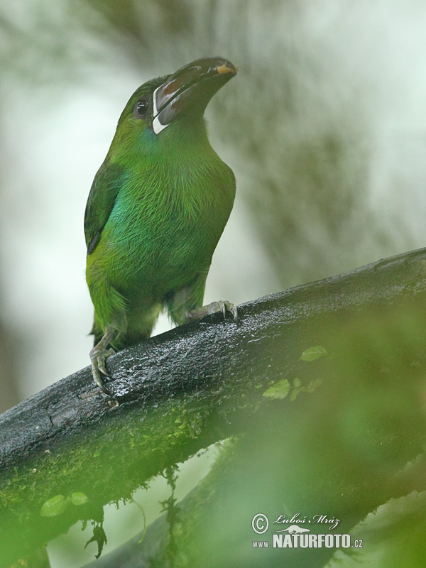 Aulacorhynchus haematopygus