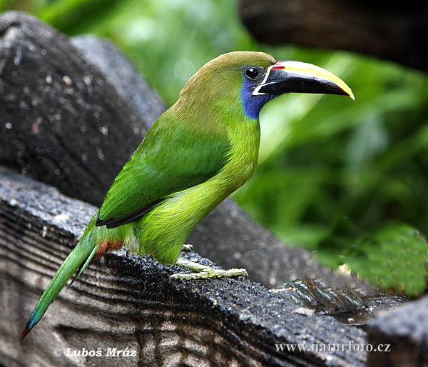 Aulacorhynchus prasinus