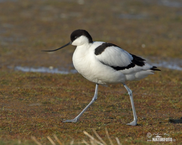 Avoceta común