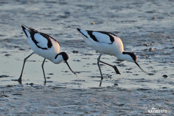 Avoceta común