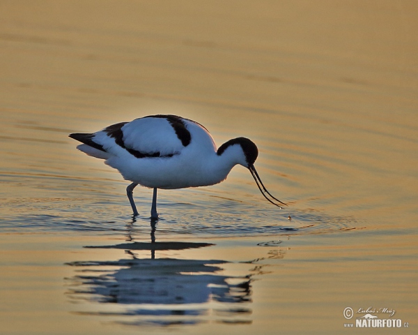 Avocette élégante