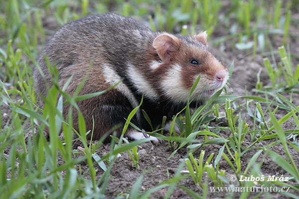 Avrupa hamsteri Cırlak Sıçan