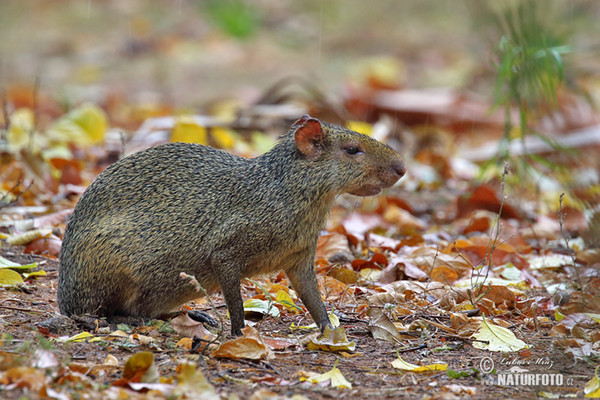 Azara´s Agouti (Dasyprocta azarae)