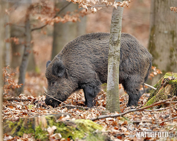 Babi hutan