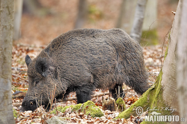 Babi hutan