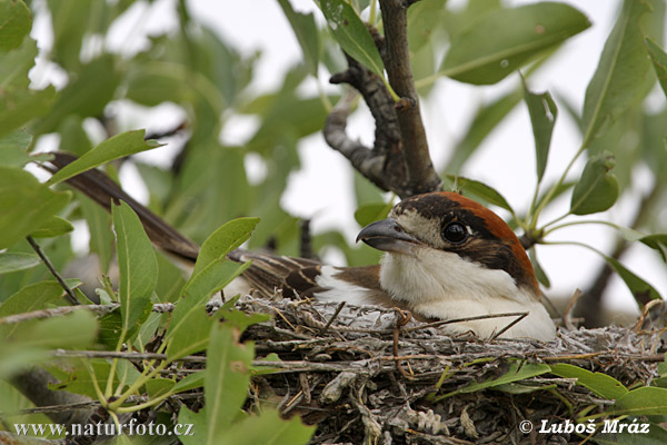 Bách thanh Woodchat