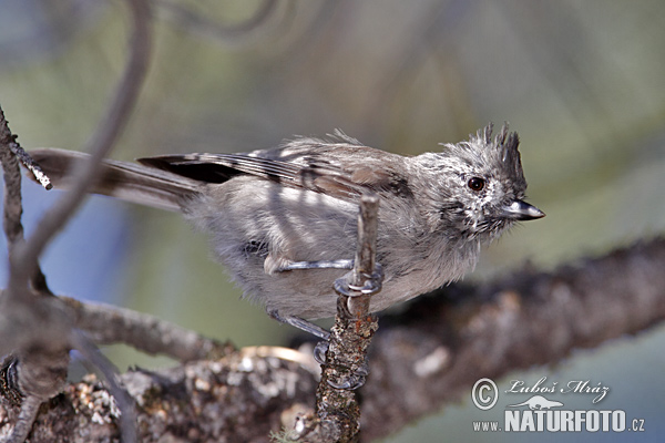 Baeolophus inornatus