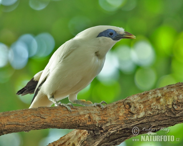 Bali Myna (Leucopsar Rothschildi)