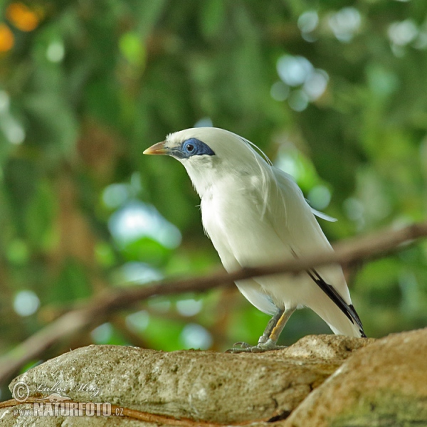 Bali Myna (Leucopsar Rothschildi)