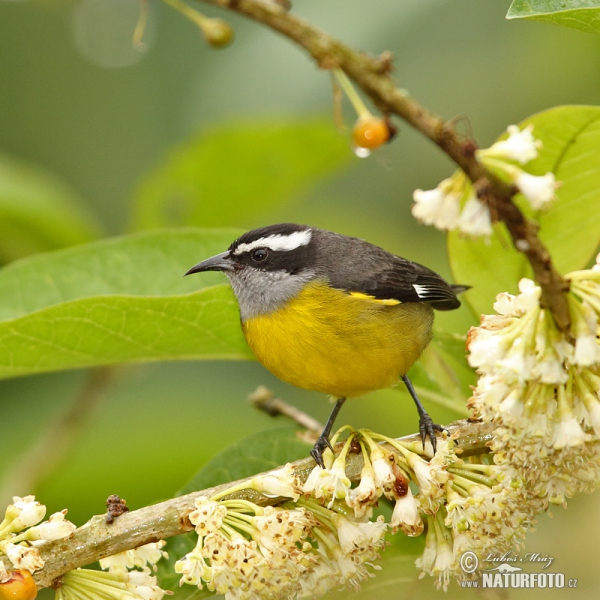 Bananaquit (Coereba flaveola)