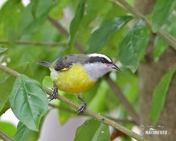 Bananaquit (Coereba flaveola)